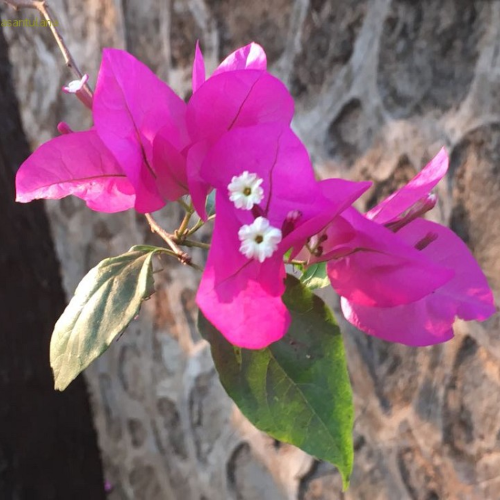 asv blueten weiss pink 500x500